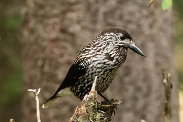 Tannhaeher bird or Nucifraga Caryocatactes in a forest in Arosa in Switzerland
