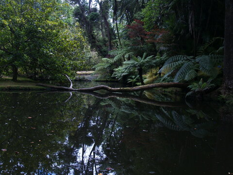 river in the forest