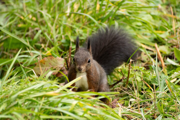 Squirrel is searching for food in a forest in Arosa in Switzerland