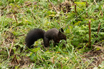 Squirrel is searching for food in a forest in Arosa in Switzerland