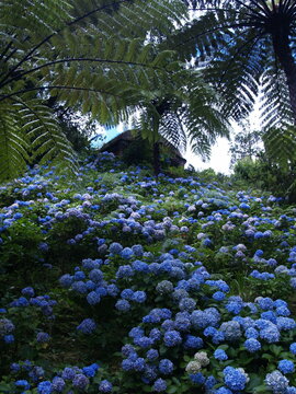 trees in the garden