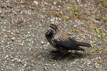 Tannhaeher bird or Nucifraga Caryocatactes in a forest in Arosa in Switzerland