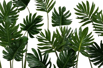 Vibrant Tropical Palm Leaves Isolated on Clean White Background