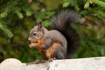 Squirrel is sitting on a bench and eats a nut in a forest in Arosa in Switzerland