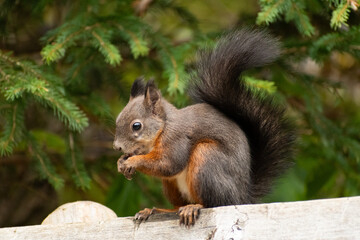 Squirrel is sitting on a bench and eats a nut in a forest in Arosa in Switzerland