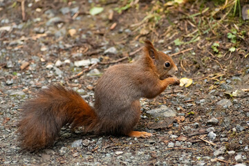 Squirrel is searching for food in a forest in Arosa in Switzerland