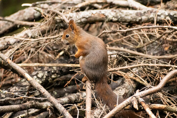 Squirrel is searching for food in a forest in Arosa in Switzerland