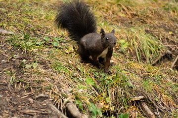 Squirrel is searching for food in a forest in Arosa in Switzerland