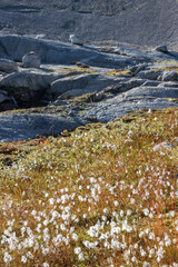 View of Qalerallit fjord and glacier in the south of Greenland