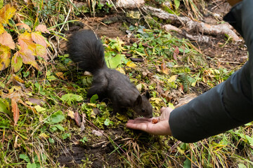 Squirrel is taking food from a human hand in a forest in Arosa in Switzerland
