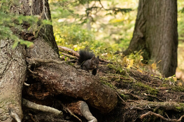 Fototapeta premium Squirrel is searching for food in a forest in Arosa in Switzerland