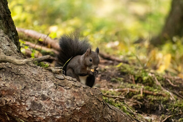 Squirrel is searching for food in a forest in Arosa in Switzerland