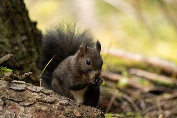 Squirrel is searching for food in a forest in Arosa in Switzerland