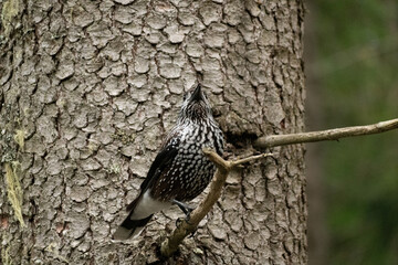 Tannhaeher bird or Nucifraga Caryocatactes in a forest in Arosa in Switzerland