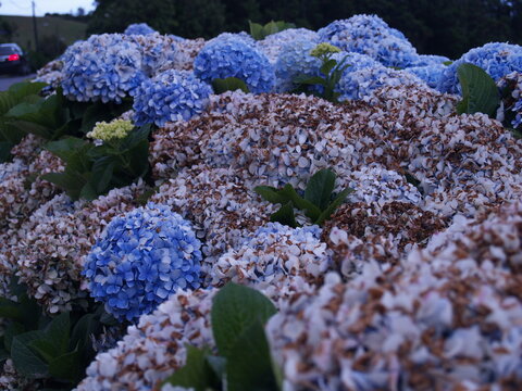 flowers in the garden