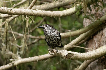 Tannhaeher bird or Nucifraga Caryocatactes in a forest in Arosa in Switzerland
