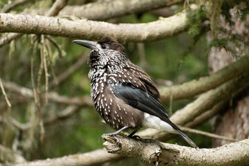 Tannhaeher bird or Nucifraga Caryocatactes in a forest in Arosa in Switzerland