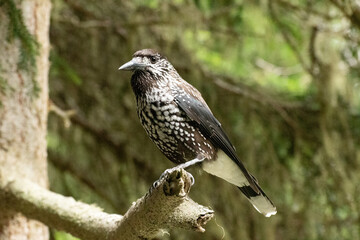 Obraz premium Tannhaeher bird or Nucifraga Caryocatactes in a forest in Arosa in Switzerland