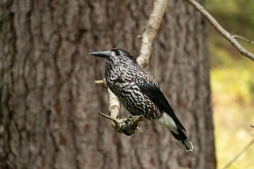 Tannhaeher bird or Nucifraga Caryocatactes in a forest in Arosa in Switzerland
