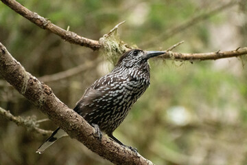 Tannhaeher bird or Nucifraga Caryocatactes in a forest in Arosa in Switzerland