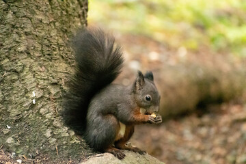 Squirrel is searching for food in a forest in Arosa in Switzerland