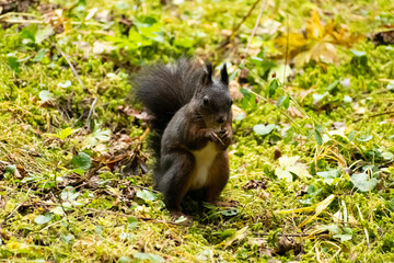 Squirrel is searching for food in a forest in Arosa in Switzerland