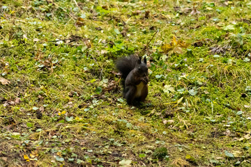 Squirrel is searching for food in a forest in Arosa in Switzerland
