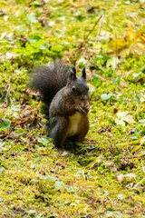 Squirrel is searching for food in a forest in Arosa in Switzerland