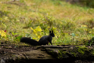 Obraz premium Squirrel is searching for food in a forest in Arosa in Switzerland