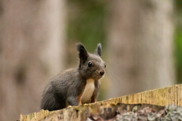 Squirrel is searching for food in a forest in Arosa in Switzerland