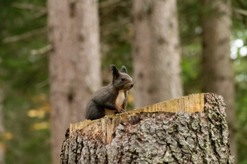 Squirrel is searching for food in a forest in Arosa in Switzerland