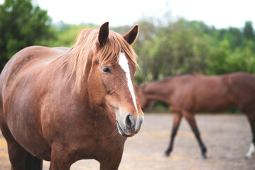 Portrait of a chestnut draft horse resting in the paddock on the farm. A beautiful red mare with a white stripe stands in a herd