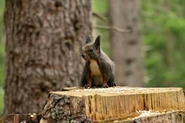 Squirrel is searching for food in a forest in Arosa in Switzerland