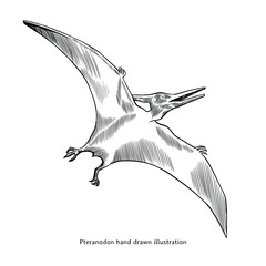 Pteranodon illustration. Pteranodon hand drawn illustration in vintage style. Dinosaur sketch drawing © Kusumaillustration