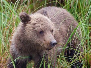 Obraz premium Close-up photo of a cute Alaskan Brown Bear cub standing among the grass in Big River Lakes, Alaska, USA