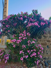 Oleander tree in full bloom. The intricate patterns of the petals, their soft gradients, and the overall composition capture the essence of natural beauty