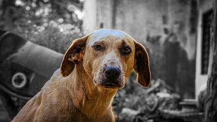 Dog