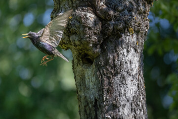 Star nach der Fütterung beim Abflug von der Baumhöhle