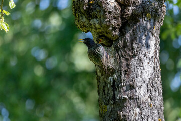 Star nach der F&uuml;tterung vor der Baumh&ouml;hle