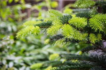 Dew-Drenched Fir Needles in Nature Spotlight