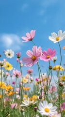 Fototapeta premium Colorful wildflowers bloom under a clear blue sky in a vibrant meadow during springtime