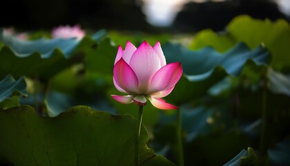 Obraz premium Blooming Indian Lotus, Serene Beauty of Natural Environment
