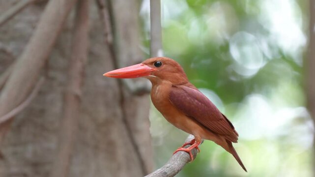ruddy kingfisher on branch birdwashing in the forest