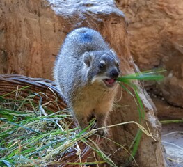 Cute, little furry hyrax (dassie), cousin of the elephants,  eating grass in Warsaw zoo.	