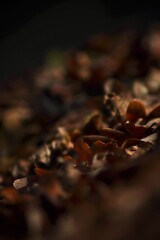 Autumn spring leaf pictures and decor grass taken in the park