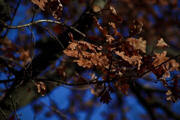 Autumn spring leaf pictures and decor grass taken in the park