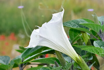 white flowering plants growing in rural areas