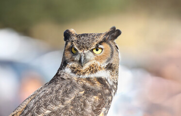 eagle owl in nature during fall
