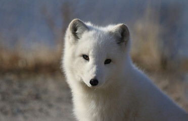 arctic fox in nature during fall