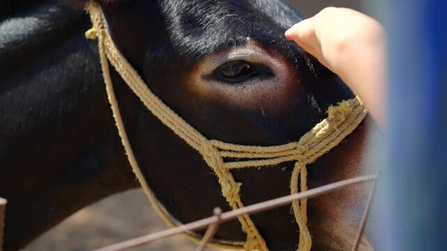 Petting donkey child having fun loving animals. Slow motion zoomed in shot